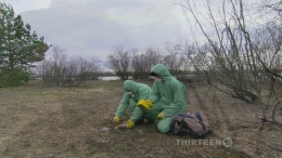 Радиоактивные волки Чернобыля / Radioactive wolves (2011/RUS/ENG) HDTVRip 720p