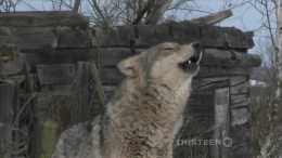 Радиоактивные волки Чернобыля / Radioactive wolves (2011/RUS/ENG) HDTVRip 720p