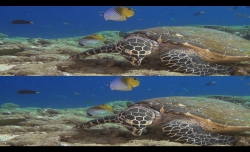 Умопомрачительный океан 3D / Amazing Ocean 3D (2012/RUS/ENG) BDRip 1080p