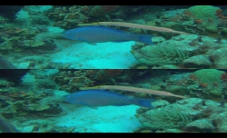 Умопомрачительный океан 3D / Amazing Ocean 3D (2012/RUS/ENG) BDRip 1080p